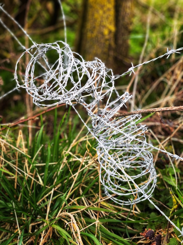 Barbed wire by tinley23