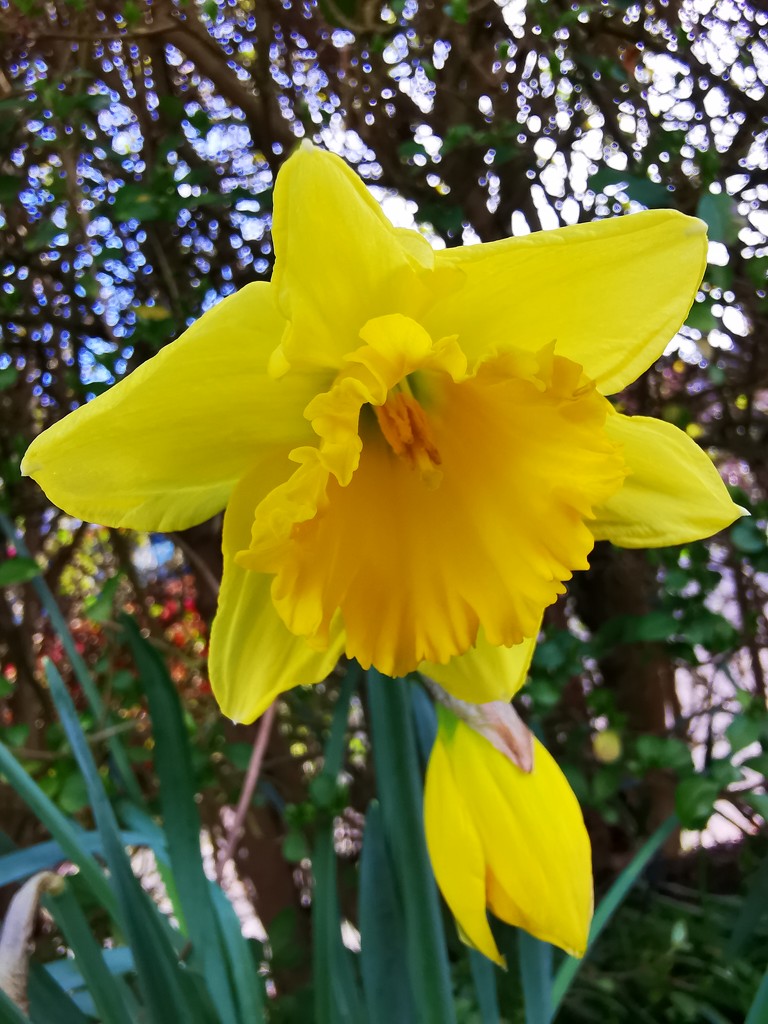 Daffodil by plainjaneandnononsense