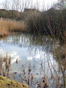 17th Mar 2021 - Clifton Backies Pond