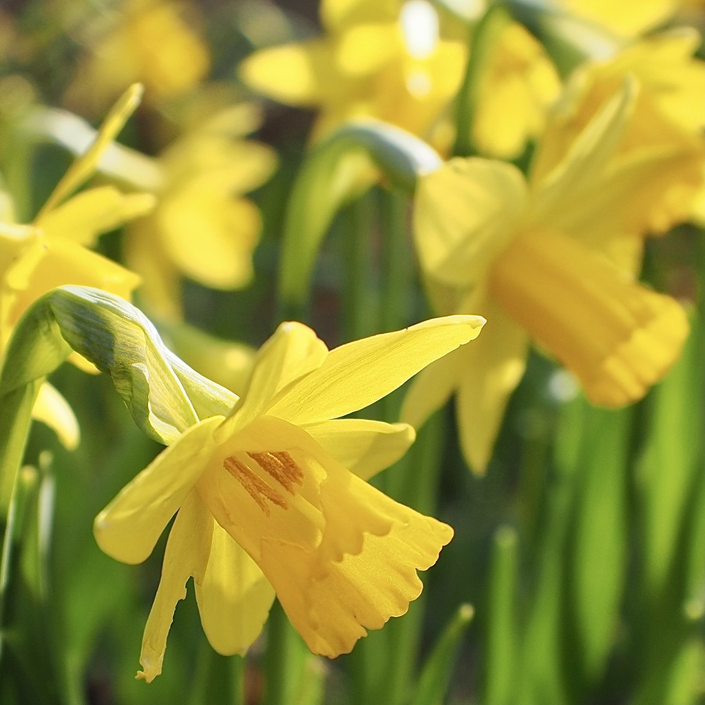 Daffodils  by jacqbb