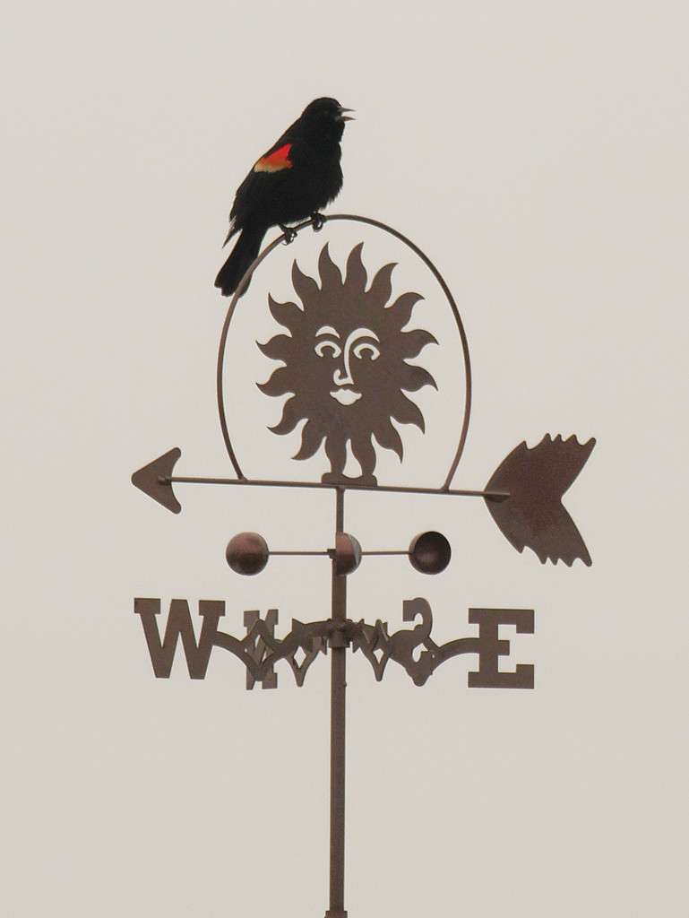 red-winged blackbird on a weather vane by rminer