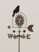 17th Mar 2021 - red-winged blackbird on a weather vane