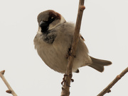 17th Mar 2021 - male house sparrow