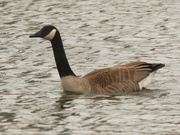 17th Mar 2021 - Canada Goose 