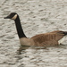 Canada Goose  by rminer