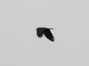 17th Mar 2021 - American crow