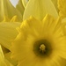 Daffodil by clay88