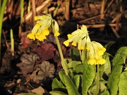17th Mar 2021 -  Cowslips in the Evening Sun
