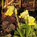  Cowslips in the Evening Sun by susiemc