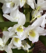 17th Mar 2021 - Orchids
