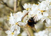 17th Mar 2021 - Busy bee