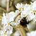 Busy bee by 365projectorglisa