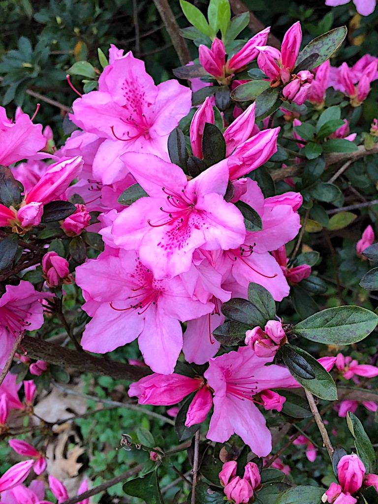 Azaleas are beginning their annual spectacular color show. by congaree