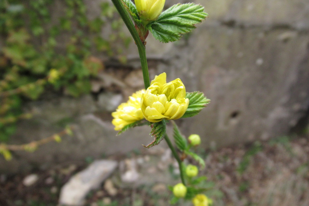 yellow shrub by anniesue