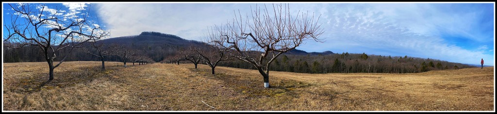 A Friend at the Orchard by jakb