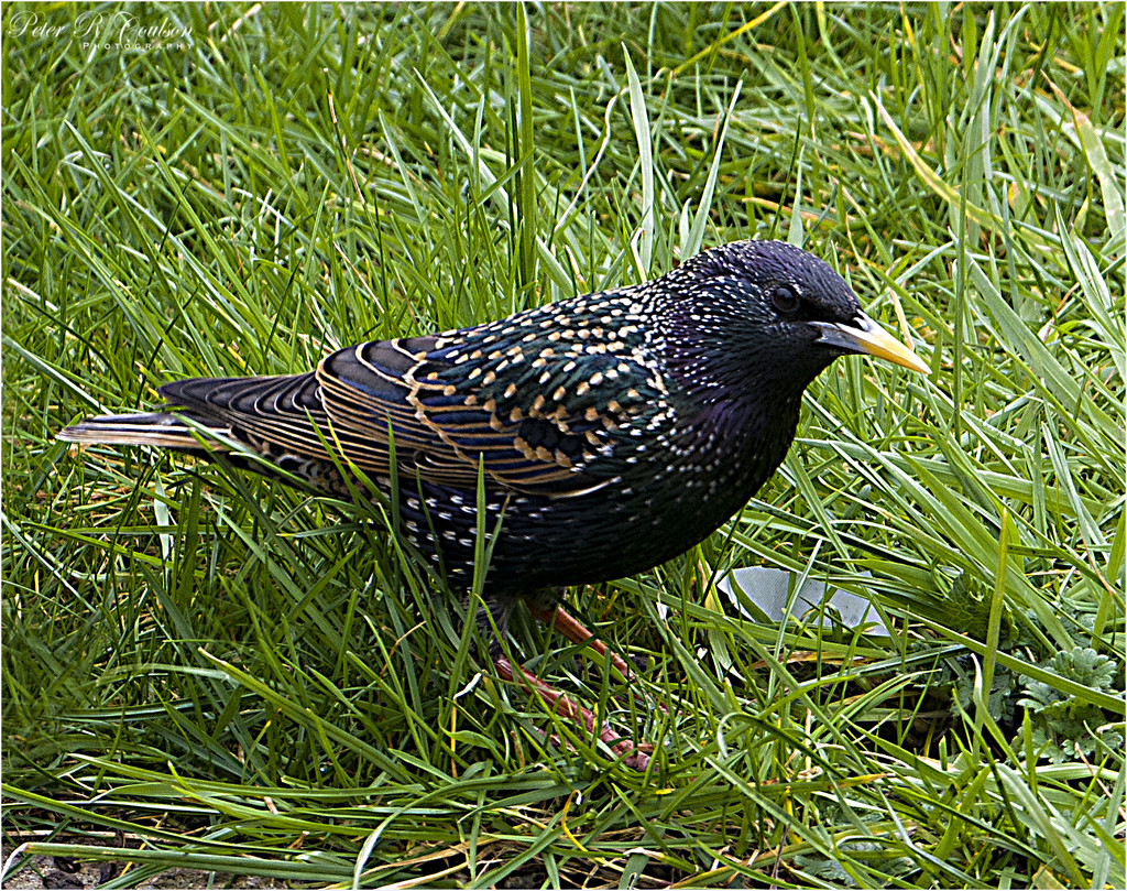 Starling in the grass by pcoulson