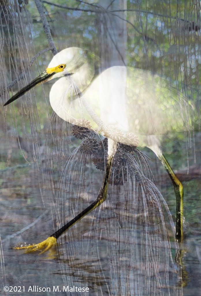 Snowy Egret Collage by falcon11