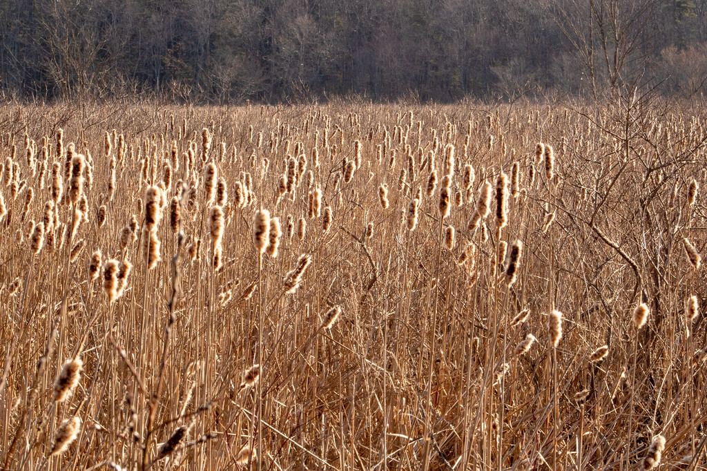 Cattails by tdaug80