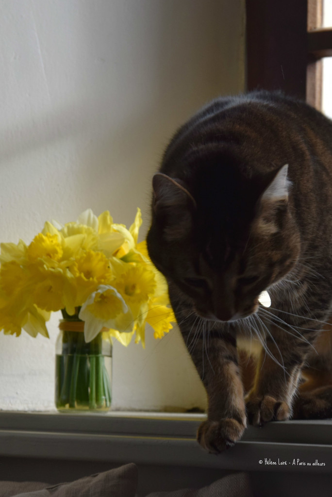 Toulouse & the daffodils by parisouailleurs