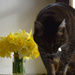 Toulouse & the daffodils by parisouailleurs