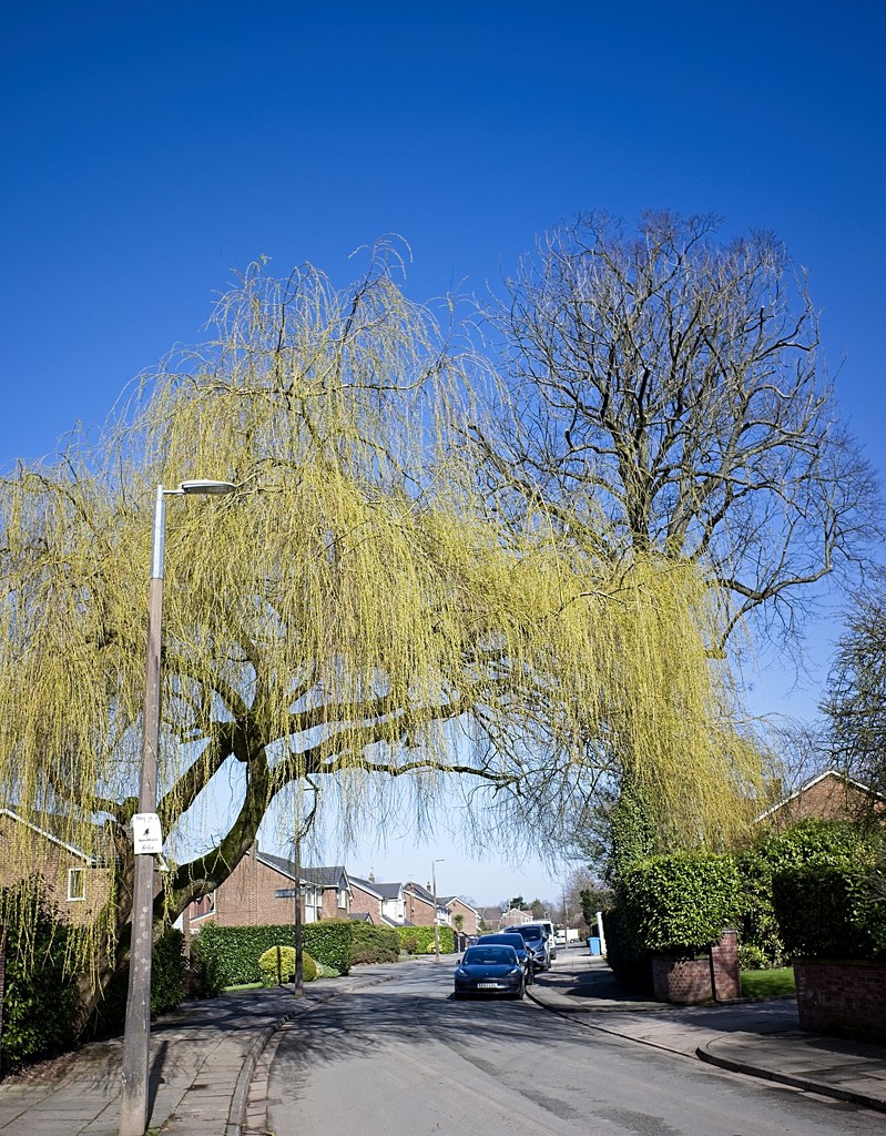 Day 76 Weeping Willow by delboy207