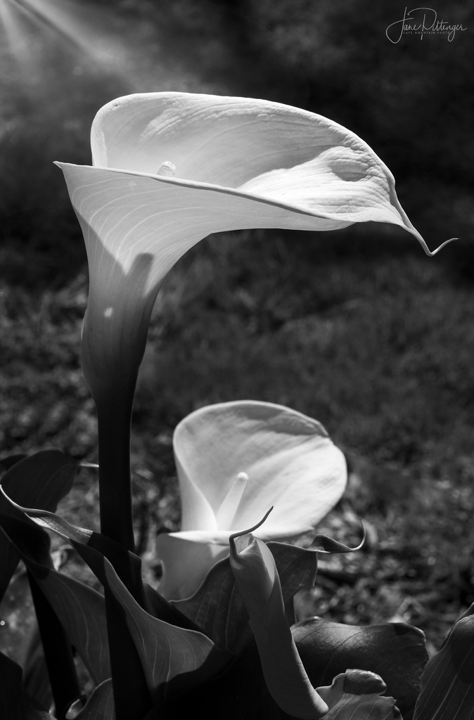Black and White Calla Lily  by jgpittenger