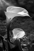 17th Mar 2021 - Black and White Calla Lily 