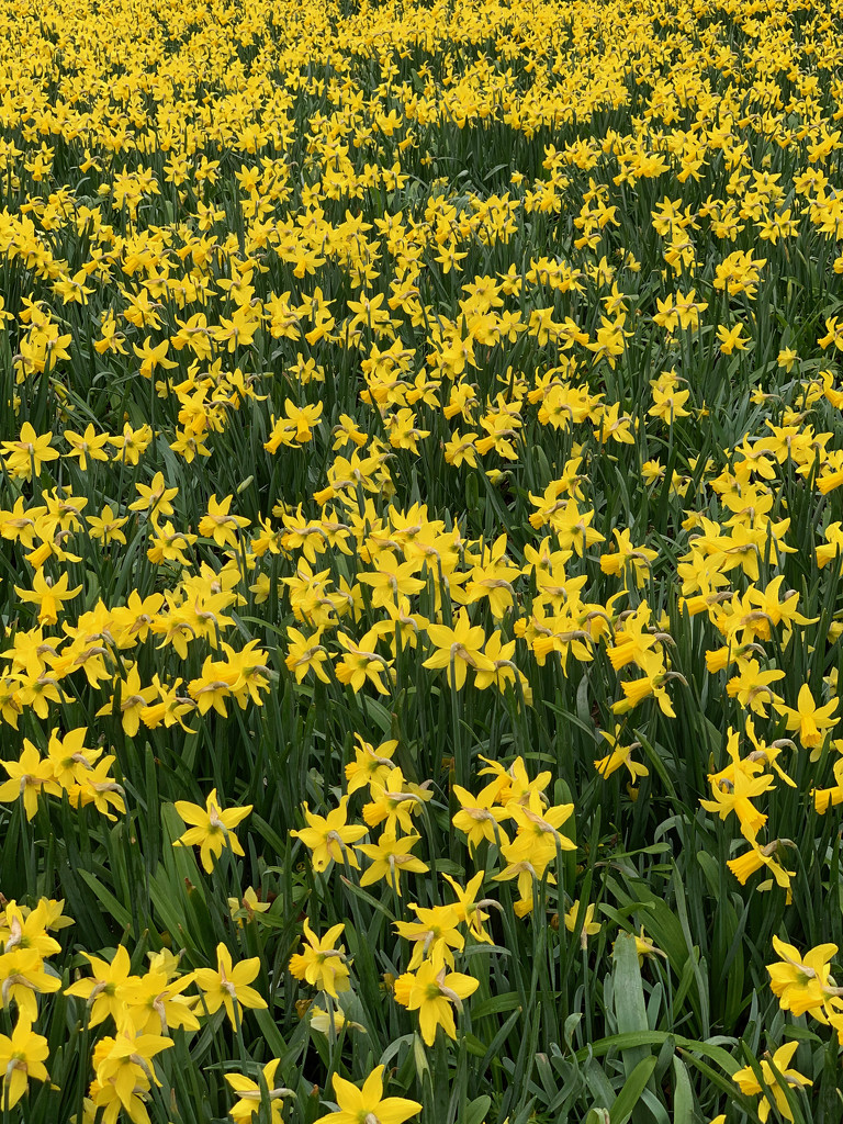 "A host of golden daffodils... by 365projectmaxine