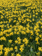 17th Mar 2021 - "A host of golden daffodils...