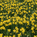 "A host of golden daffodils... by 365projectmaxine
