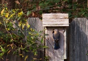 18th Mar 2021 - Female bluebird checking it out...