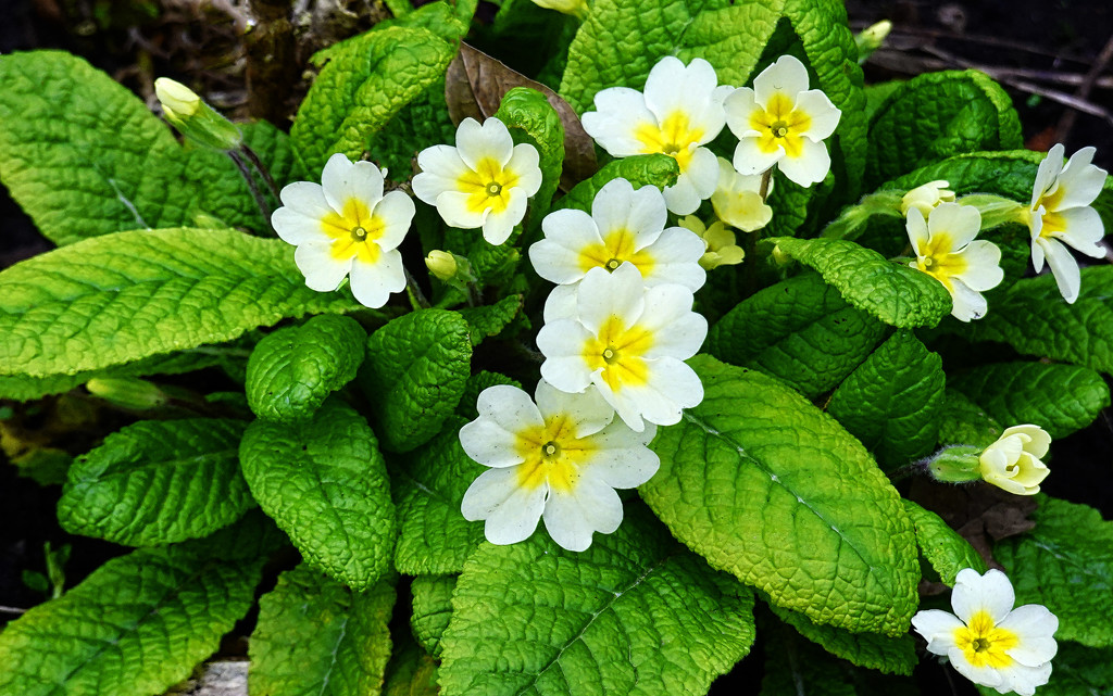 Primrose Flowers by tonygig
