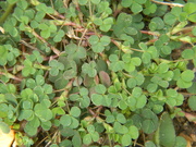 17th Mar 2021 - Clovers in Flower Bed 