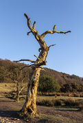 17th Mar 2021 - Dead tree with presence.