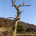 Dead tree with presence. by gamelee