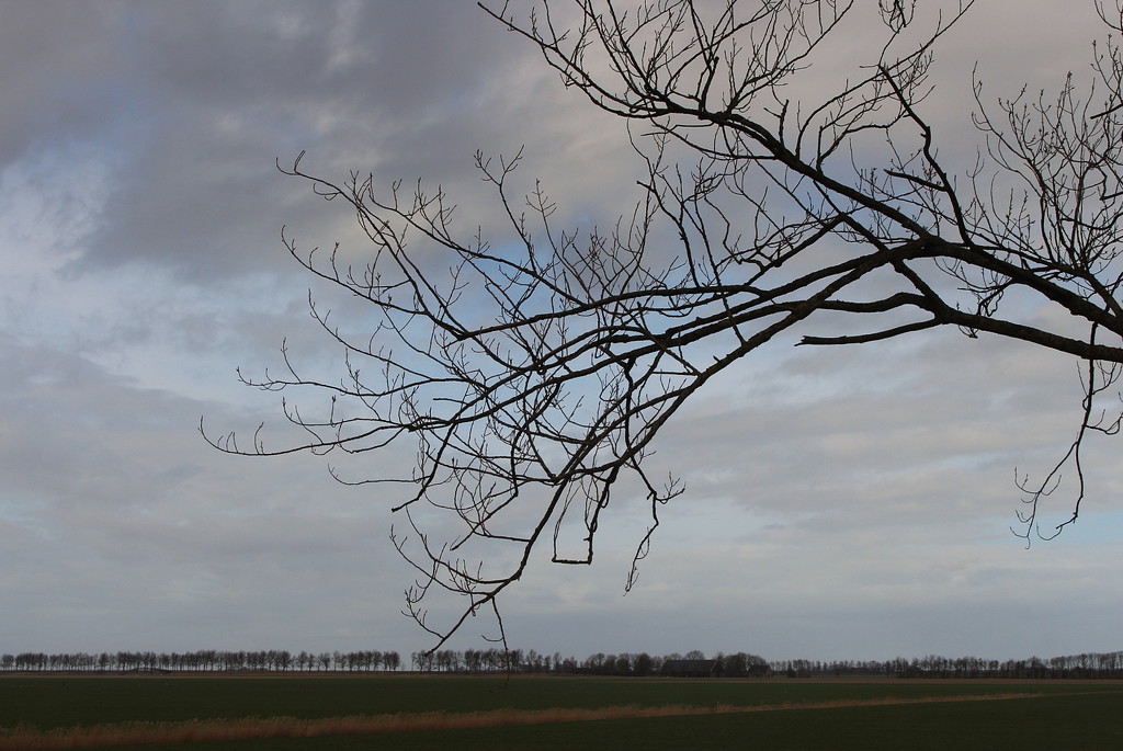 Farmhouse and tree line. And reed line.  by pyrrhula