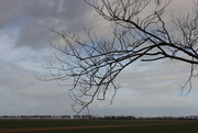 17th Mar 2021 - Farmhouse and tree line. And reed line. 