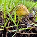 Yellow fungi by sugarmuser