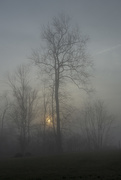 17th Mar 2021 - Foggy Morning