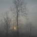 Foggy Morning by cwbill