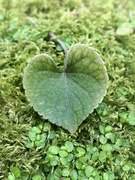 17th Mar 2021 - heart of green