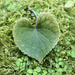 heart of green by shookchung
