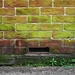 Green Bricks  by moonbi