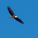 Bald Eagle by tdaug80