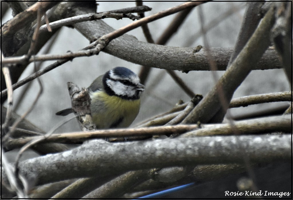 Another blue tit by rosiekind