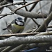 Another blue tit by rosiekind