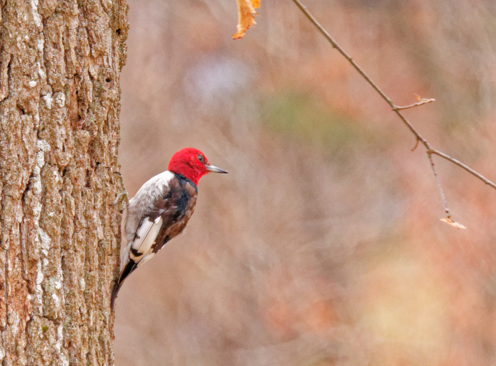 Red Headed Woodpecker by brotherone