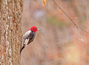 18th Mar 2021 - Red Headed Woodpecker