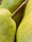 18th Mar 2021 - Green Pears