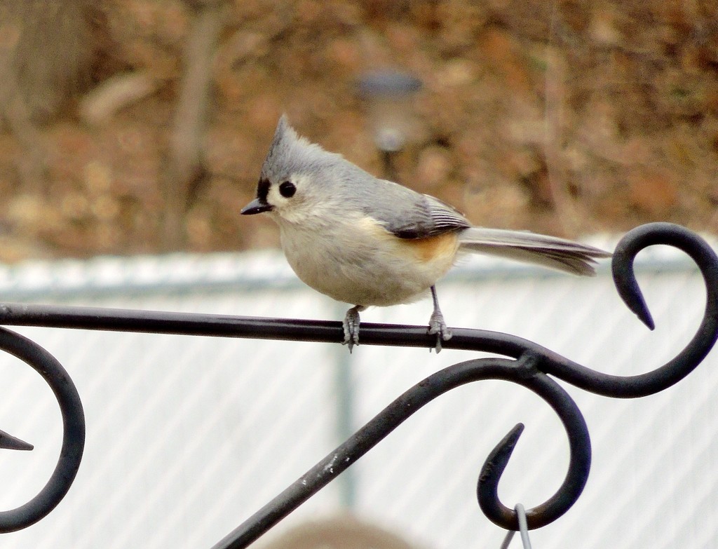 3-18-21 Tufted Titmouse by bkp